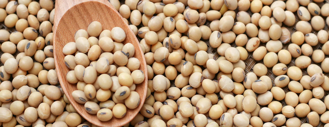 Soybean Seeds