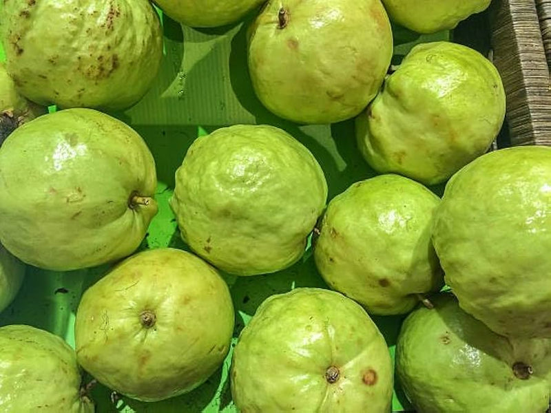 Guava Psidium guajava Fruit Seeds for Planting – Heirloom Non-GMO Guava Seeds