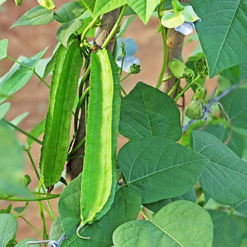 Winged Bean Vegetable Seeds for Planting – Heirloom Non-GMO Garden Seeds