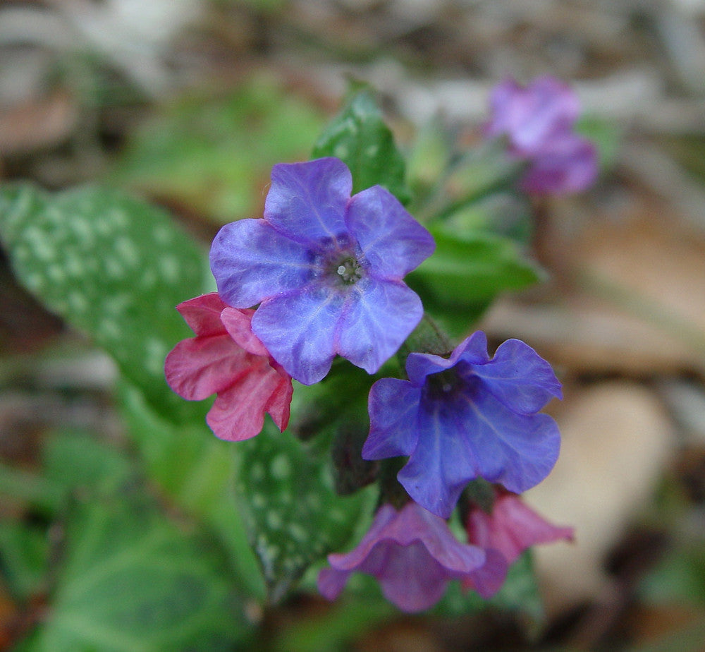 Pulmonaria flower seeds
