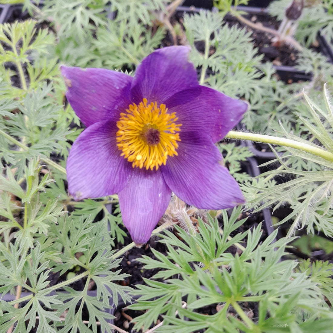 Violet Anemone flower seeds