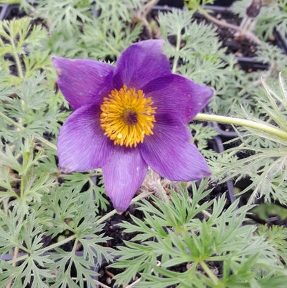 Violet Anemone flower seeds