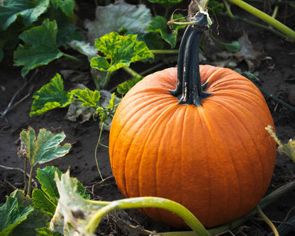 Brown Pumpkin Seeds for Planting – Heirloom Garden Seeds