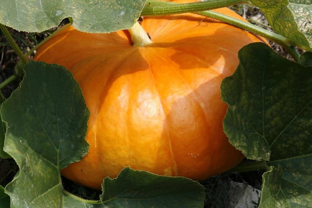 Pumpkin Seeds