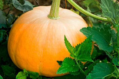 Pumpkin Vegetable Seeds for Planting – Heirloom Non-GMO Garden Seeds
