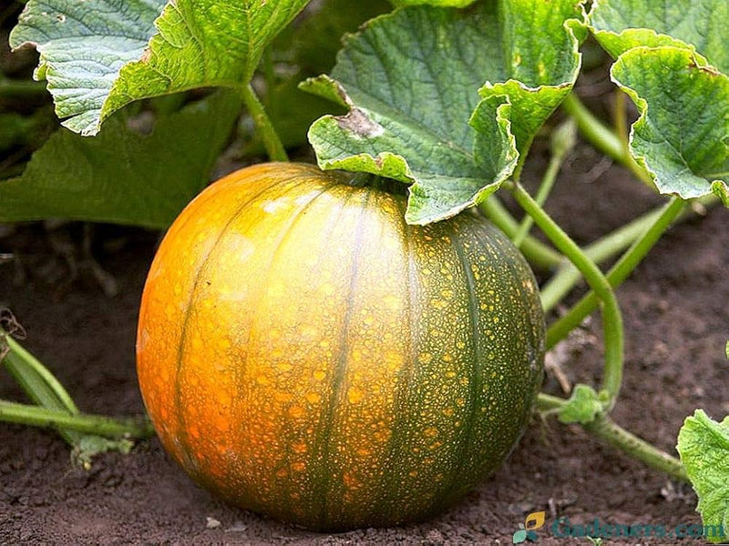 Pumpkin Vegetable Seeds for Planting – Heirloom Non-GMO Garden Seeds