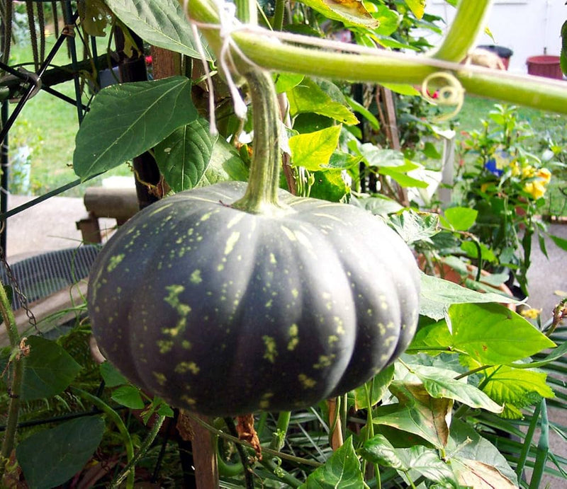 Black Pumpkin Seeds for Planting – Heirloom Non-GMO Garden Seeds
