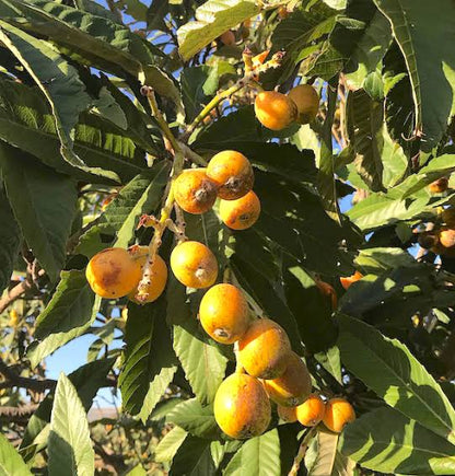 Pupello loquat fruit seeds for planting, featuring fresh loquat fruits with yellow-orange skin, glossy green leaves, and an evergreen fruit tree growing in a home garden.