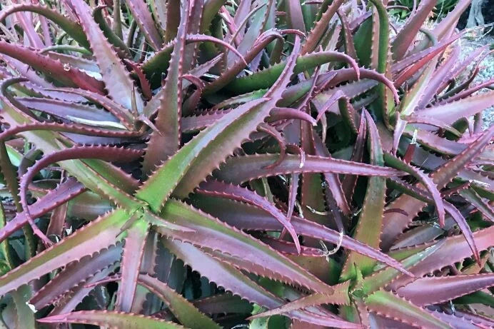  Purple Aloe Cameron with Colorful Succulent Rosettes 