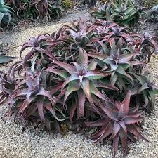  Purple Aloe Cameron with Colorful Succulent Rosettes 