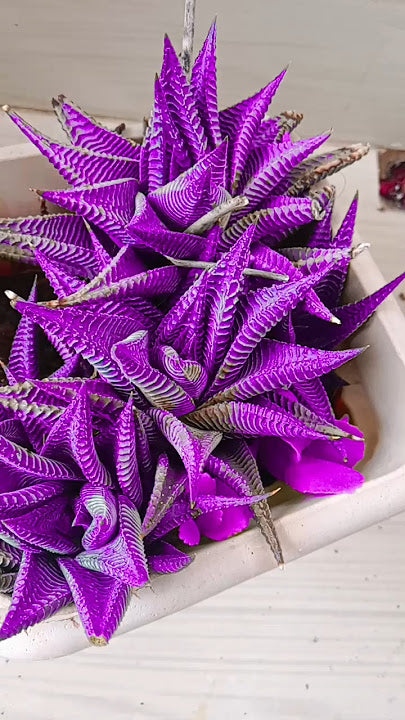  Purple Aloe Cameron with Colorful Succulent Rosettes 