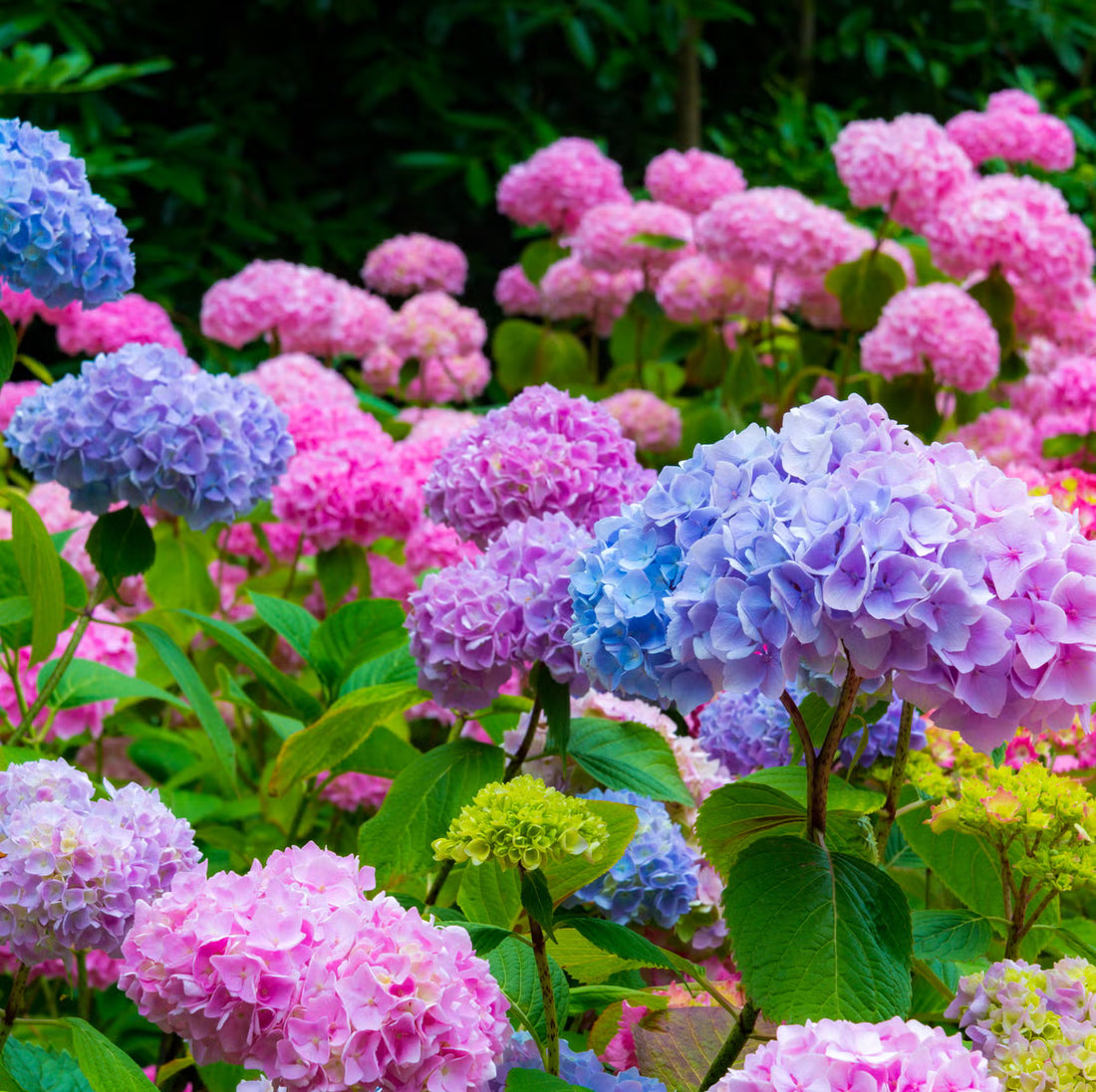 Purple Hydrangea flower seeds