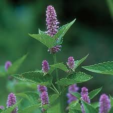 

Purple Anise Hyssop Herb Seeds for Planting