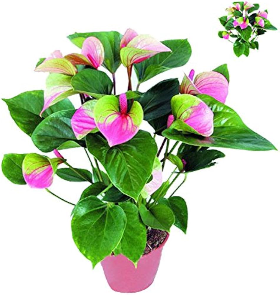 Purple Anthurium flower seeds