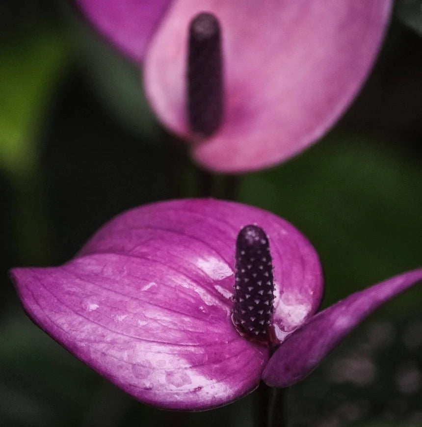 Purple Anthurium flower seeds