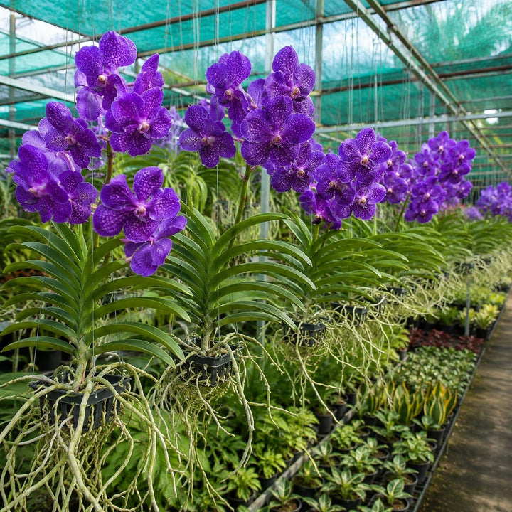 Purple Ascocentrum orchid flowers growing on an exotic epiphytic orchid plant