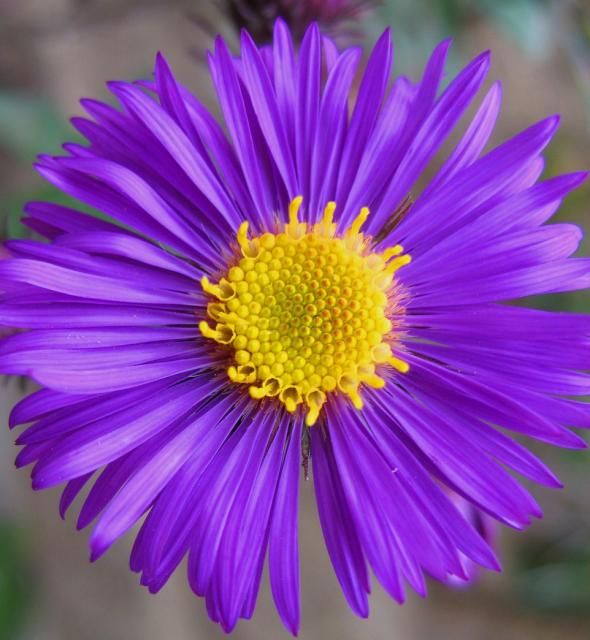 Purple Aster flower seeds