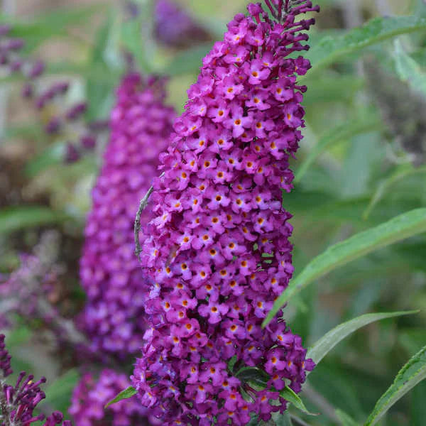 Purple Astilbe flower seeds