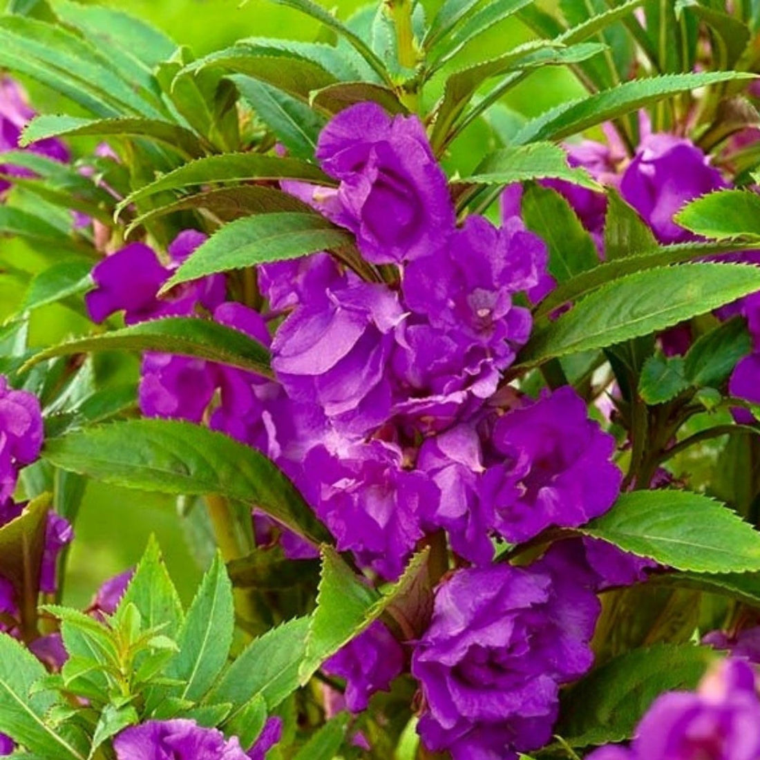 Purple Balsamine flower seeds