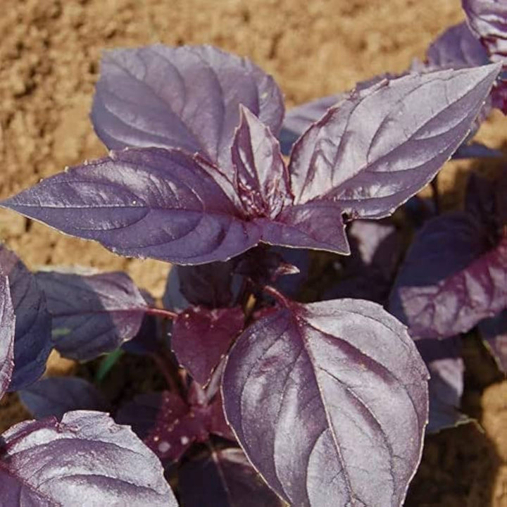 Purple Basil Herb Seeds for Planting – Heirloom Non-GMO Garden Seeds