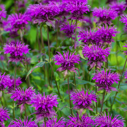 Purple Monarda Flower Seeds for Planting – Heirloom Non-GMO Garden Seeds