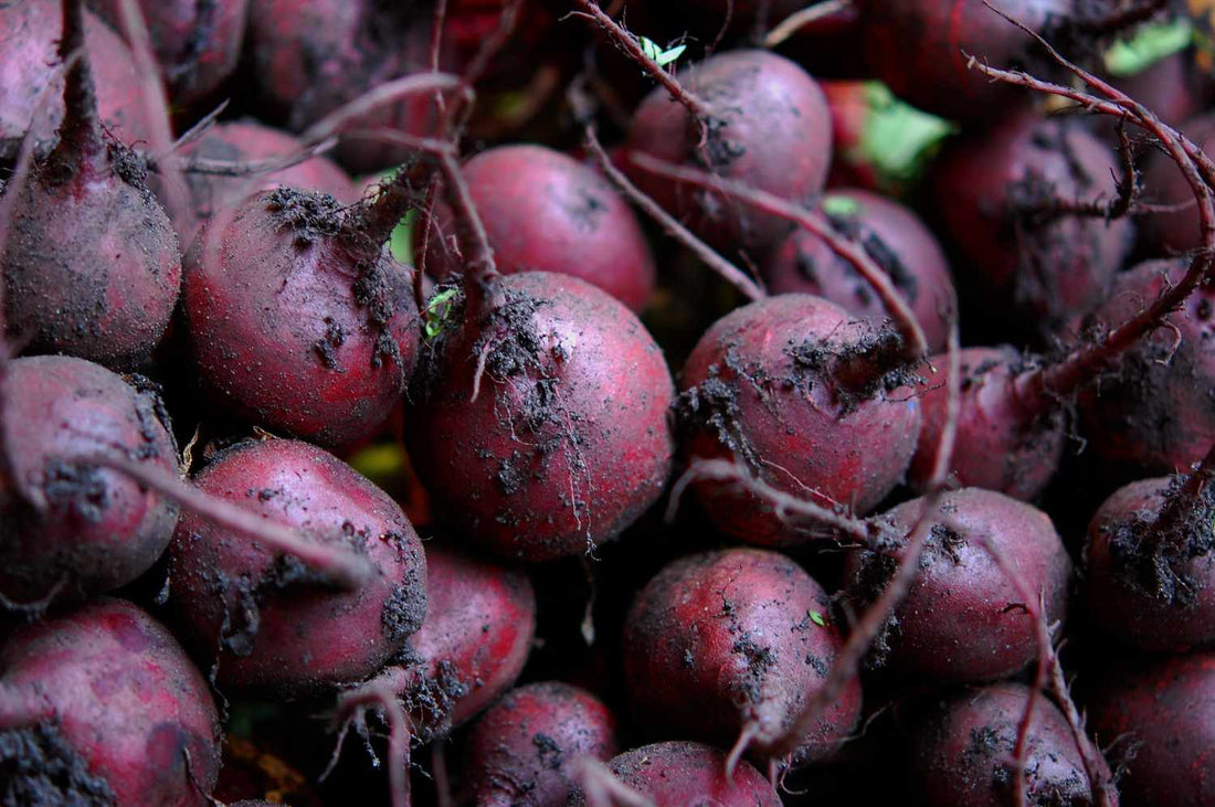 Purple Beet Seeds
