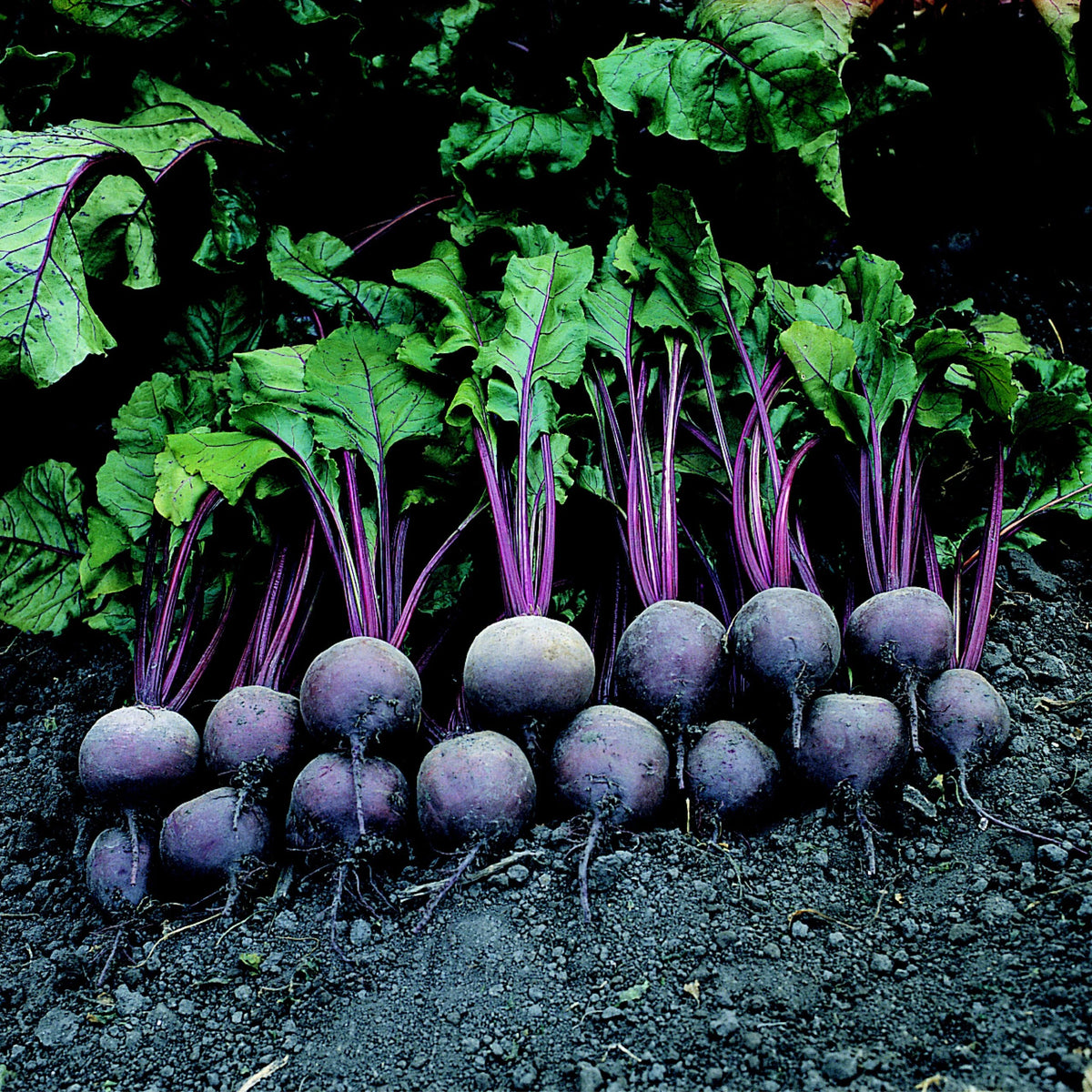 Purple beetroot vegetable seeds for planting with deep purple beet roots