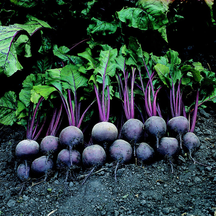 Purple beetroot vegetable seeds for planting with deep purple beet roots