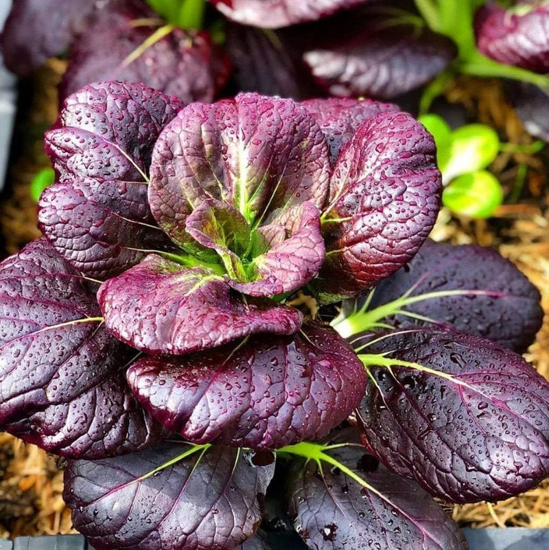 Purple Bok Choy Growing in Home Vegetable Garden
