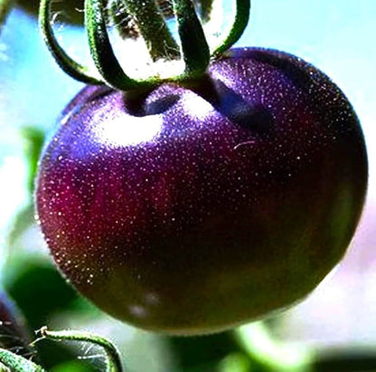 Brandywine Purple Tomato Seeds for Planting – Heirloom Non-GMO Garden Seeds