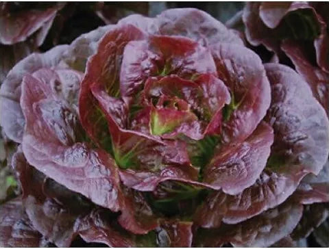 Purple Lettuce Growing in Home Vegetable Garden