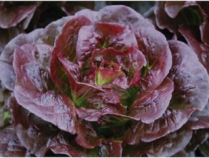 Purple Lettuce Growing in Home Vegetable Garden