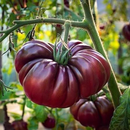 Purple Calabash Tomato Seeds for Planting producing deeply ribbed reddish-purple heirloom tomatoes in home vegetable gardens