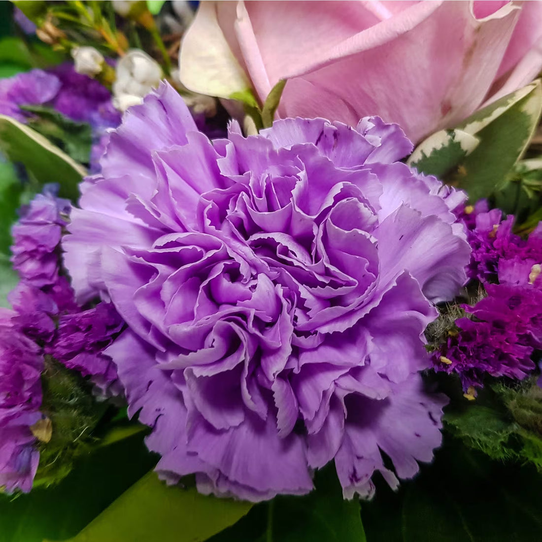 Lavender Carnation flower seeds