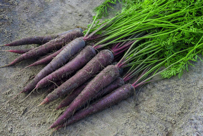 Purple Carrot Seeds for Planting – Heirloom Non-GMO Garden Seeds
