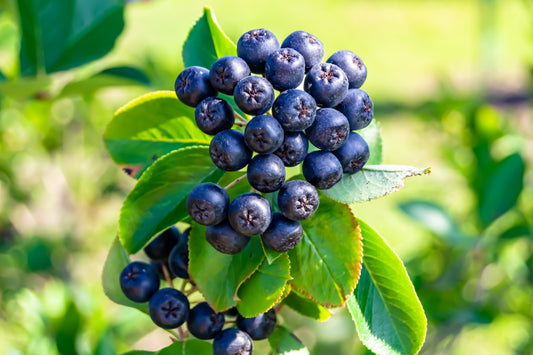 purple chokeberry seeds