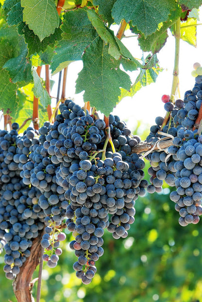 Purple Concord Grape Fruit Seeds for Planting – Heirloom Non-GMO Garden Seeds