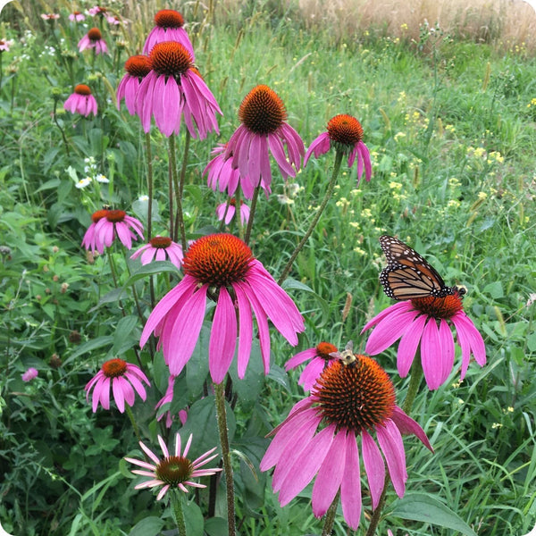 Purple Coneflower Seeds for Planting – Heirloom Non-GMO Garden Seeds