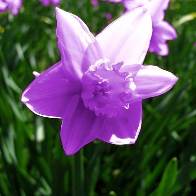 Purple Daffodil flower seeds