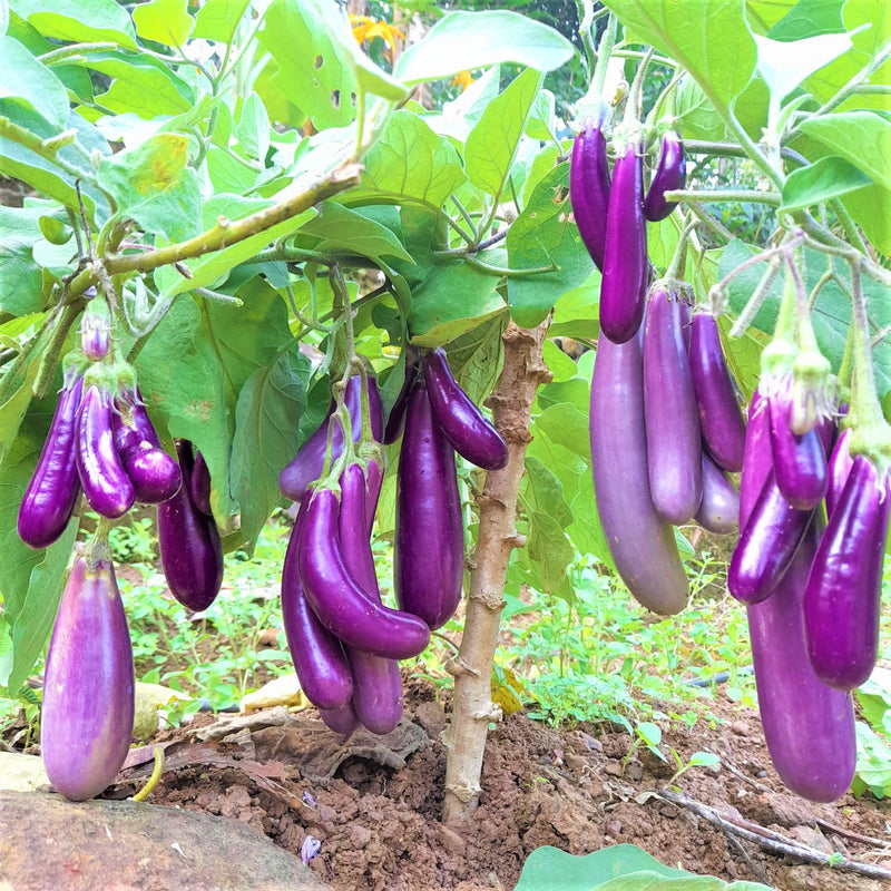 Purple Eggplant Seeds for Planting – Heirloom Non-GMO Garden Seeds