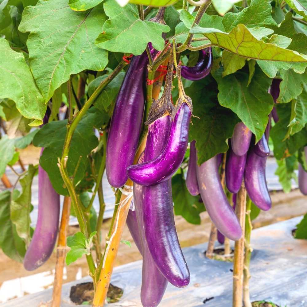 Purple Eggplant Seeds