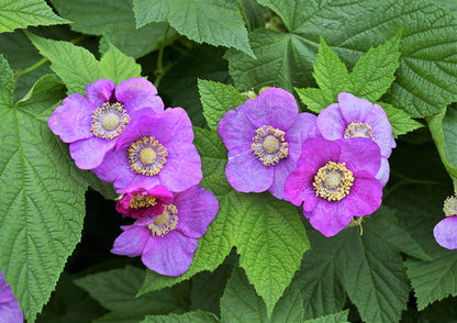 Purple Flowering Raspberry Fruit Seeds for Planting – Heirloom Non-GMO Garden Seeds