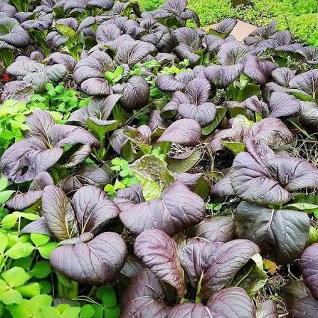 Purple Bok Choy Growing in Home Vegetable Garden