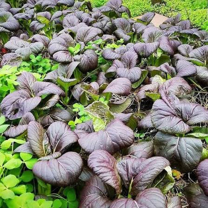 Purple Bok Choy Growing in Home Vegetable Garden