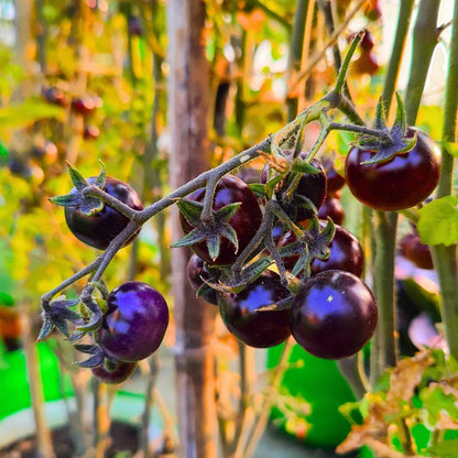 Indigo Rose Tomato Seeds for Planting – Heirloom Non-GMO Garden Seeds