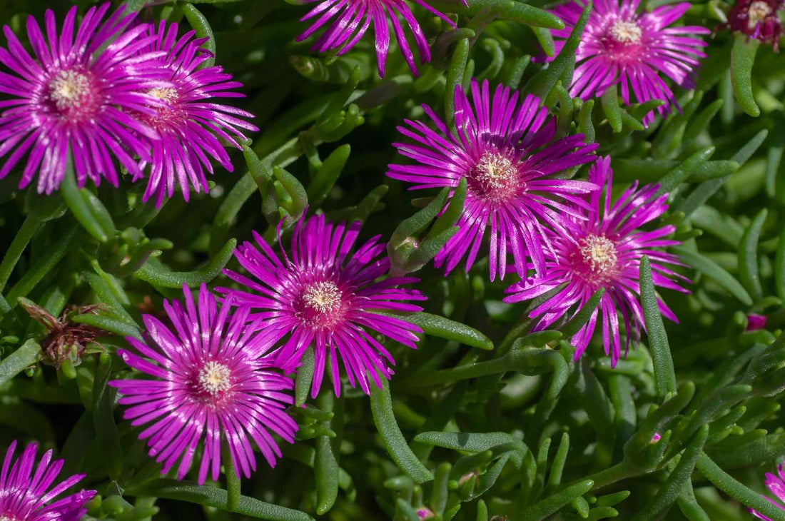 Fuschia Ice flower seeds