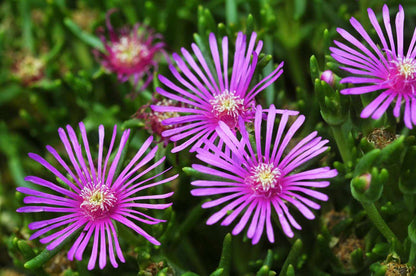 Lavender Delosperma Flower Seeds for Planting – Heirloom Non-GMO Garden Seeds