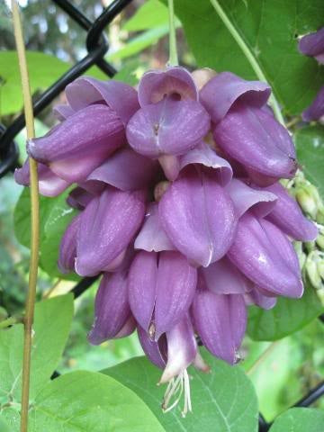 Purple jade vine flower seeds for growing an exotic tropical climbing vine with unusual purple blooms.