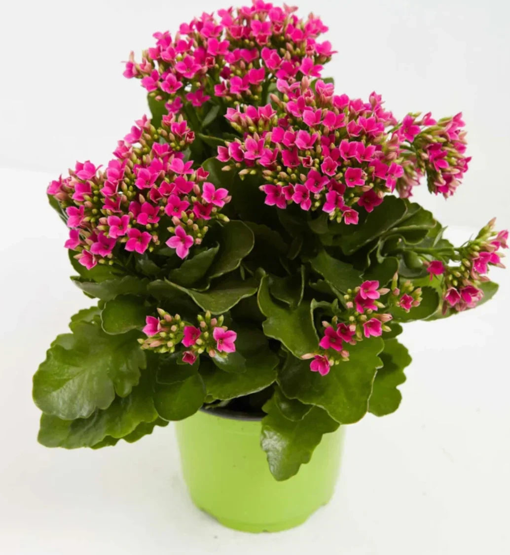 Purple Kalanchoe flower seeds