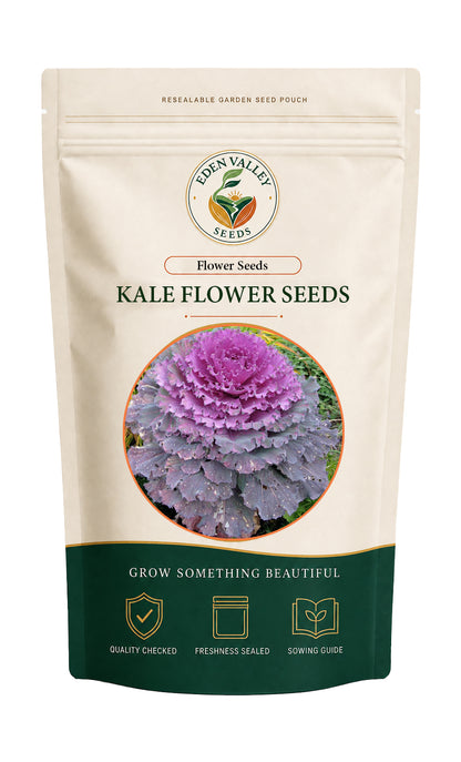 Purple Kale Flower Seeds for planting